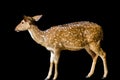 Cute spotted fallow deer isolated on white