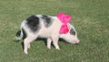 Cute spotted female piglet with jewlry and bow