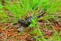 Cute Spotted Salamander approaching camera;