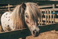 Cute spotted shetland pony horse sticking his head out of the paddock