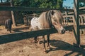 Cute spotted shetland pony horse sticking his head out of the paddock