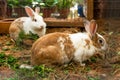 Cute spotted white-brown rabbits chewing grass on the farm Royalty Free Stock Photo