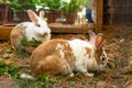 Cute spotted white-brown rabbits chewing grass on the farm Royalty Free Stock Photo