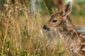 Cute Spotted White tailed Fawn. Royalty Free Stock Photo