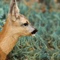 Cute spotted little wild fallow deer outdoor portrait