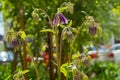 Maroon flower Aquilegia atrata with few buds and velvety stem on background of blurred green foliage of trees and cars