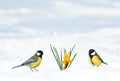 cute spring card two birds flew into the garden to the first flowers snowdrops yellow crocuses Royalty Free Stock Photo