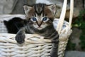 Cute spring kitty Royalty Free Stock Photo