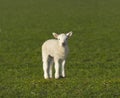 Cute spring lamb