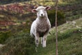 Cute spring lamb in New Zealand, farming,livestock