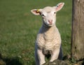 Cute Spring Lambs, West Yorkshire Royalty Free Stock Photo