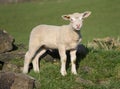 Cute Spring Lambs, West Yorkshire Royalty Free Stock Photo