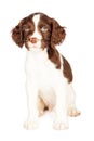 Cute Springer Spaniel Puppy Over White Royalty Free Stock Photo