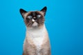 cute squinting siamese cat portrait on blue background Royalty Free Stock Photo