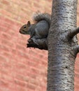 Cute squirel on a cherry tree in front of red brick wall