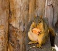 cute squirel eating food