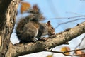 A cute squirel in a tree Royalty Free Stock Photo