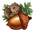 Cute Squirrel Acorn Isolated