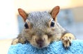 Cute squirrel