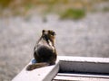 Cute squirrel back view