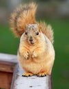 Cute Squirrel Begging