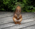 Cute squirrel begging for food