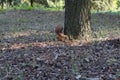 Cute squirrel on blurred natural forest background. Save wild nature concept Royalty Free Stock Photo