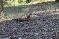 Cute squirrel on blurred natural forest background. Save wild nature concept Royalty Free Stock Photo