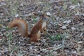 Cute squirrel on blurred natural forest background. Save wild nature concept Royalty Free Stock Photo