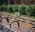 Cute Squirrel in center park zoo Royalty Free Stock Photo