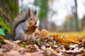 A cute squirrel is chewing a nut. Squirrel eats nuts in the autumn forest close-up. Royalty Free Stock Photo
