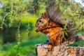A cute squirrel is chewing a nut.Squirrel eats nuts in the autumn forest close-up. Royalty Free Stock Photo