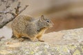 Cute squirrel close up portrait. Ground squirrel sitting on a rock in city park Royalty Free Stock Photo