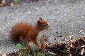 Cute squirrel collecting nuts on the grass