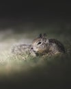 Cute Squirrel Crawling through the Grass in Springtime Royalty Free Stock Photo