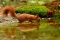 Cute squirrel drinking water from a lake in a forest Royalty Free Stock Photo
