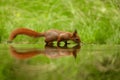 Cute squirrel drinking water from a lake in a forest Royalty Free Stock Photo