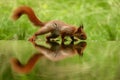 Cute squirrel drinking water from a lake in a forest Royalty Free Stock Photo