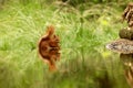 Cute squirrel drinking water from a lake in a forest Royalty Free Stock Photo