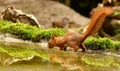 Cute squirrel drinking water from a lake in a forest Royalty Free Stock Photo