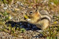 Cute Squirrel Eating A Dandelion