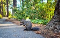 Cute squirrel eating on the ground in the park Royalty Free Stock Photo
