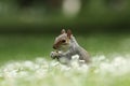 Cute squirrel eating nut Royalty Free Stock Photo