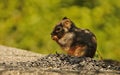 Cute squirrel eating a nut