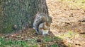 A cute squirrel is eating a nut by sitting tame at the bottom.