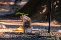 Cute squirrel eating peanuts in the forest Royalty Free Stock Photo