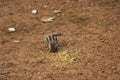 Cute squirrel eating rice near road Royalty Free Stock Photo