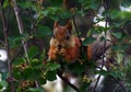 Squirrel eating berries on a tree in the garden Royalty Free Stock Photo