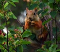 Squirrel eating berries on a tree in the garden Royalty Free Stock Photo