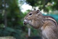 A cute squirrel eating a walnut in a forest. Royalty Free Stock Photo